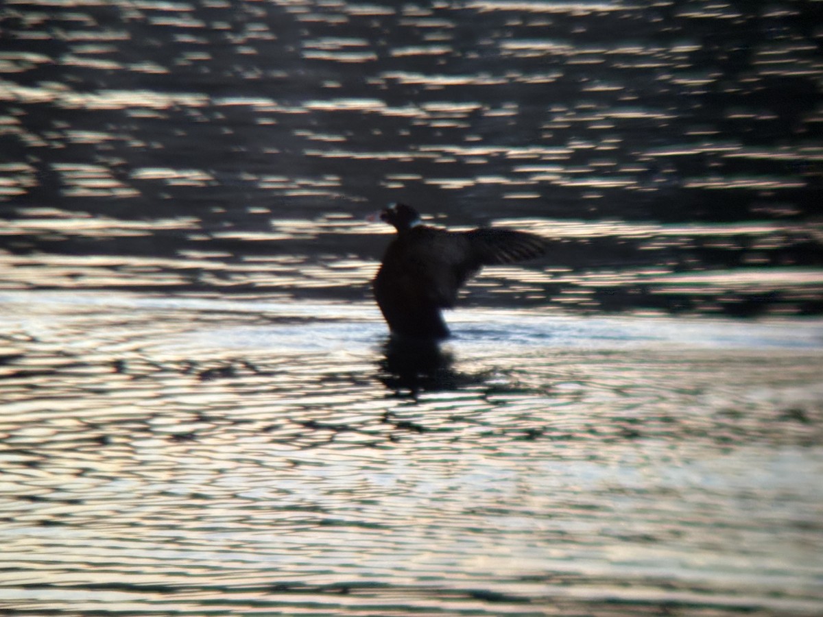 Surf Scoter - ML646828512