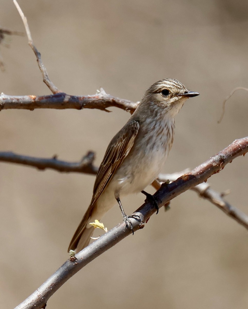 Euli-txori grisa - ML646828513