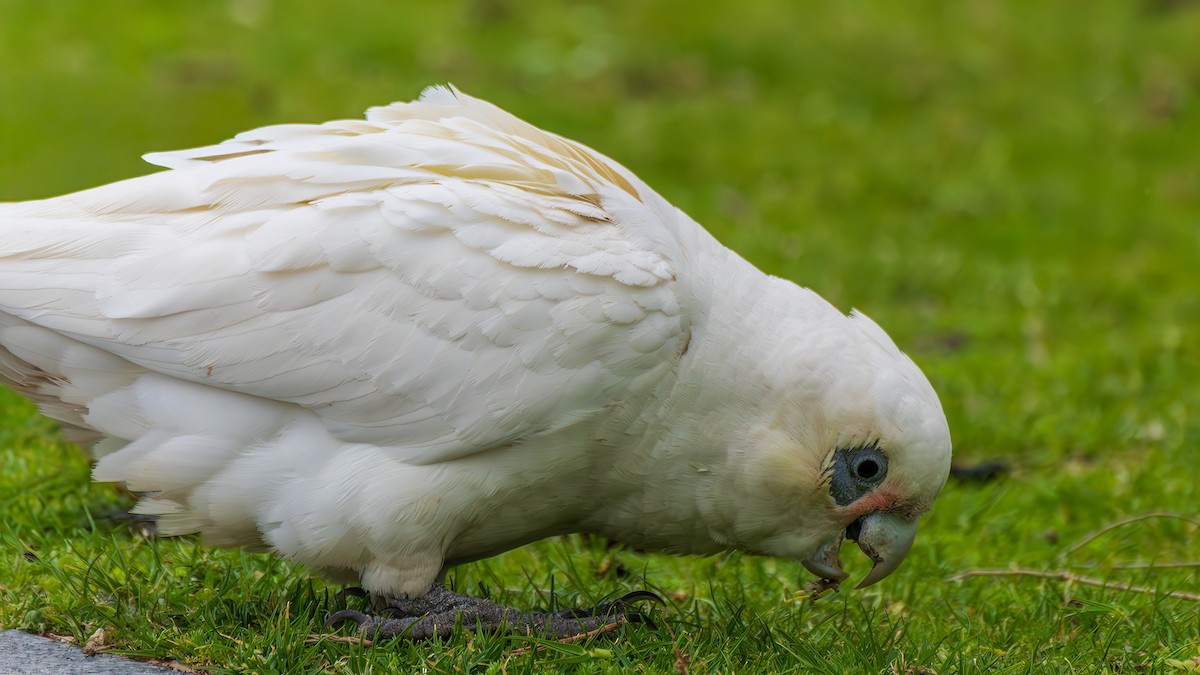 Гологлазый какаду - ML646828514