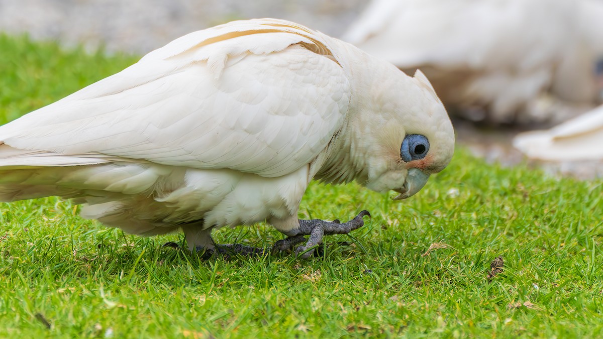 Гологлазый какаду - ML646828515