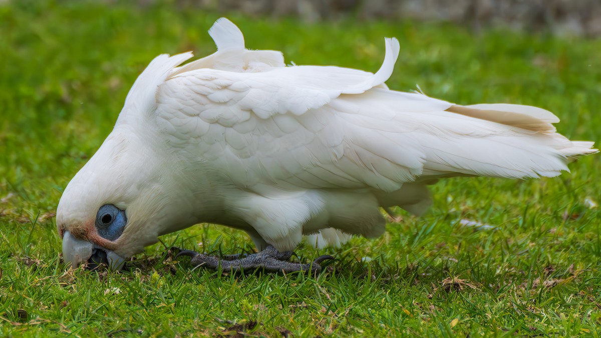 Гологлазый какаду - ML646828516