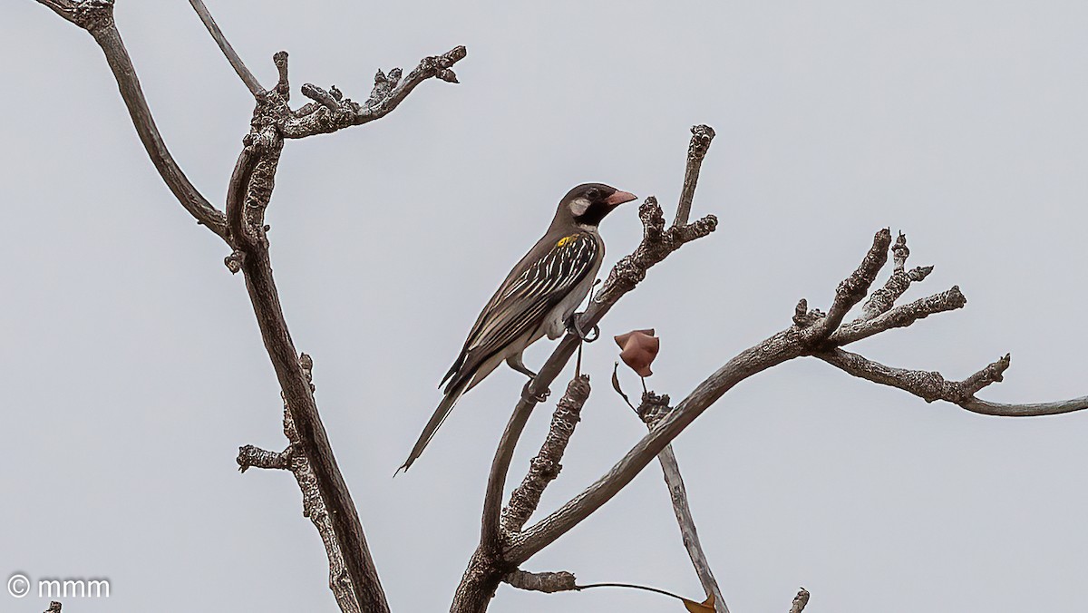 honninglos - ML646828517