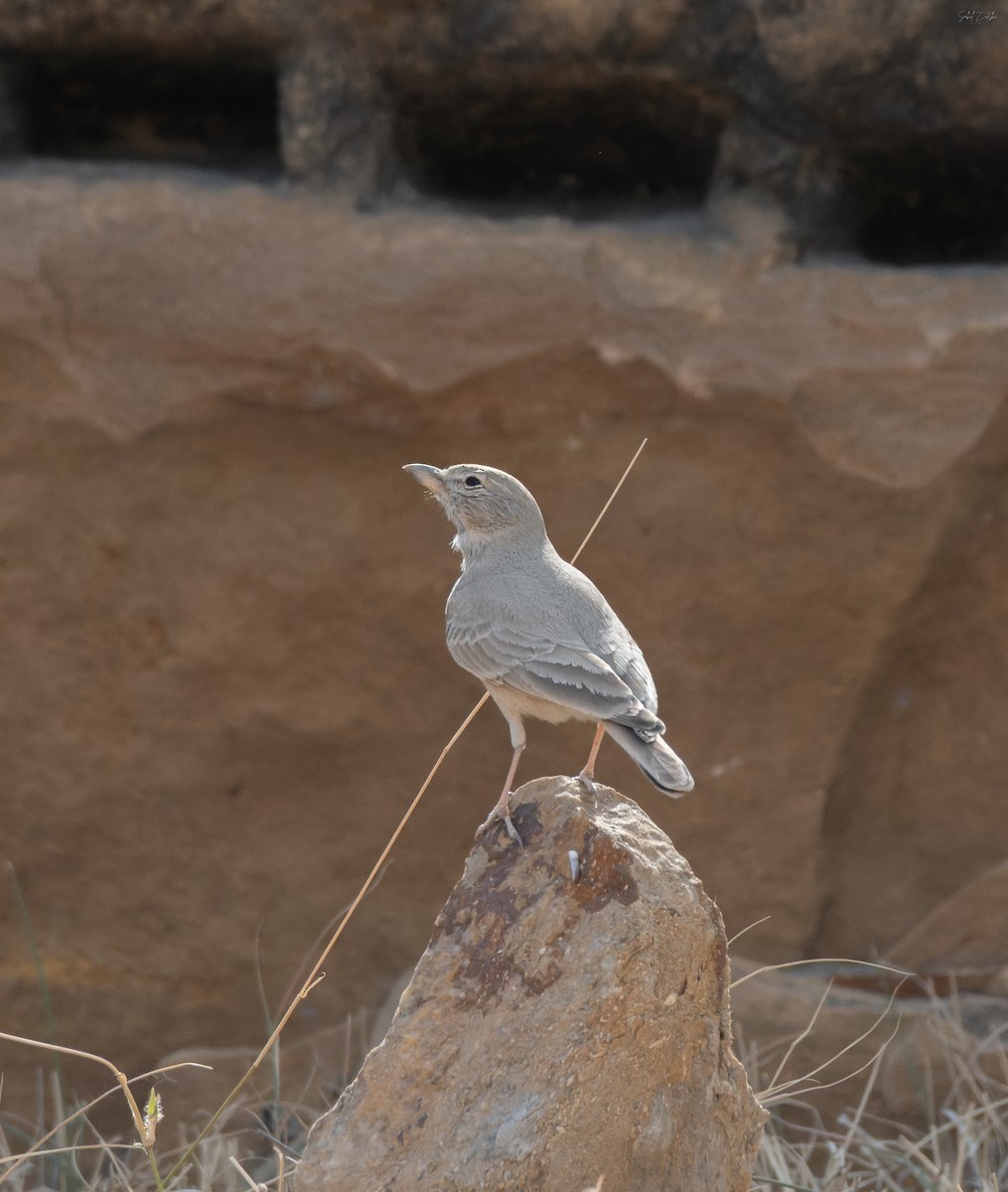 ørkenlerke - ML646828519