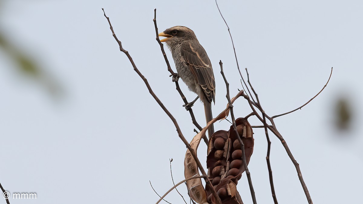 gulnebbvarsler - ML646828520