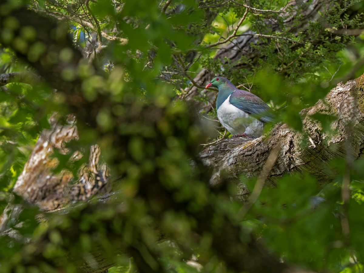New Zealand Pigeon - ML646828521