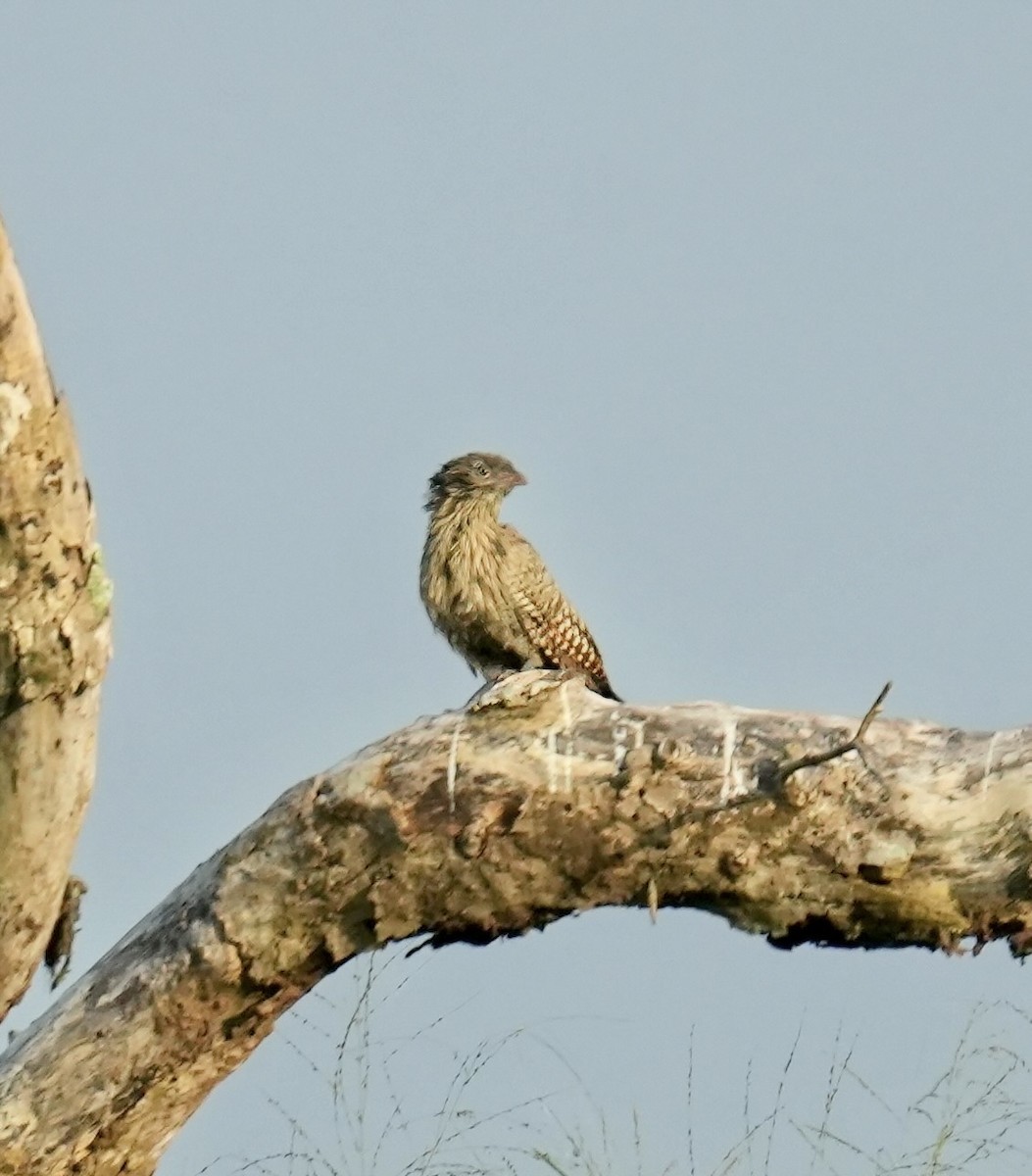 Pheasant Coucal - ML646828522