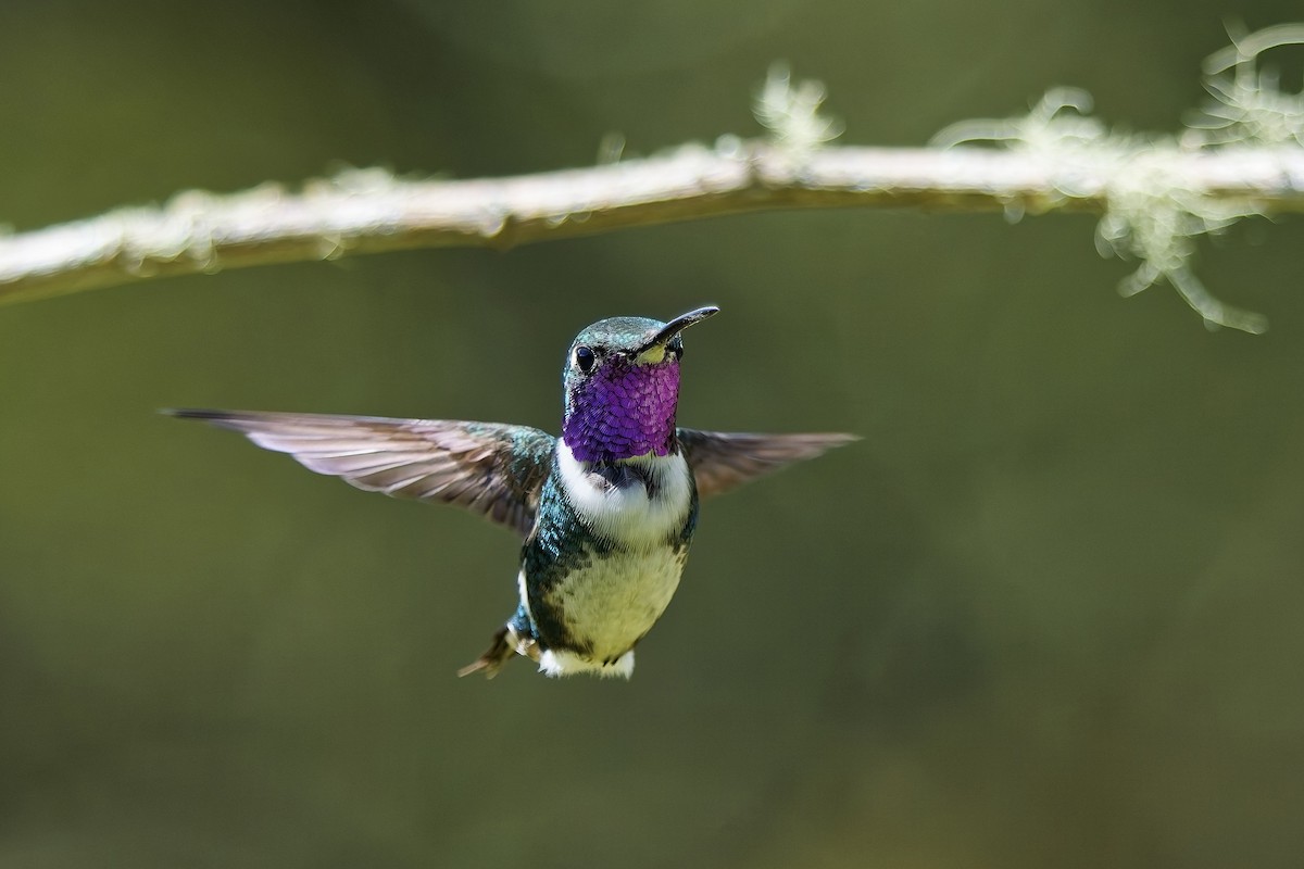 シロハラチビハチドリ - ML646828523