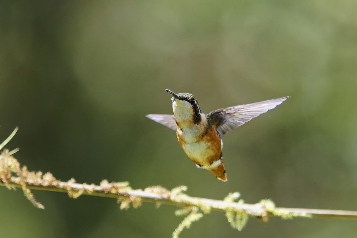 シロハラチビハチドリ - ML646828524