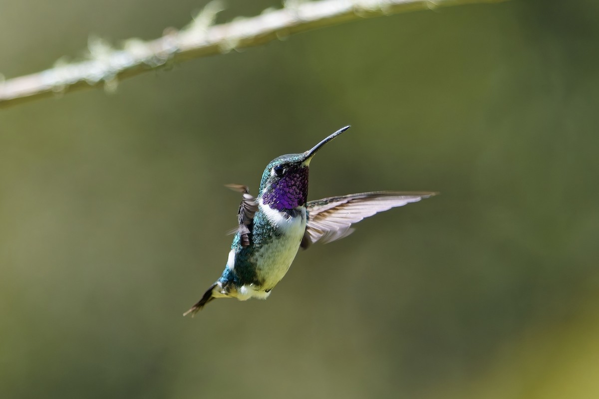 シロハラチビハチドリ - ML646828525