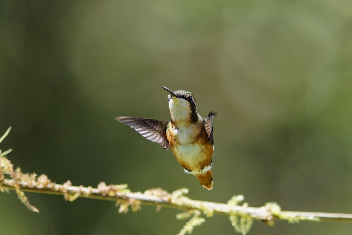 シロハラチビハチドリ - ML646828526