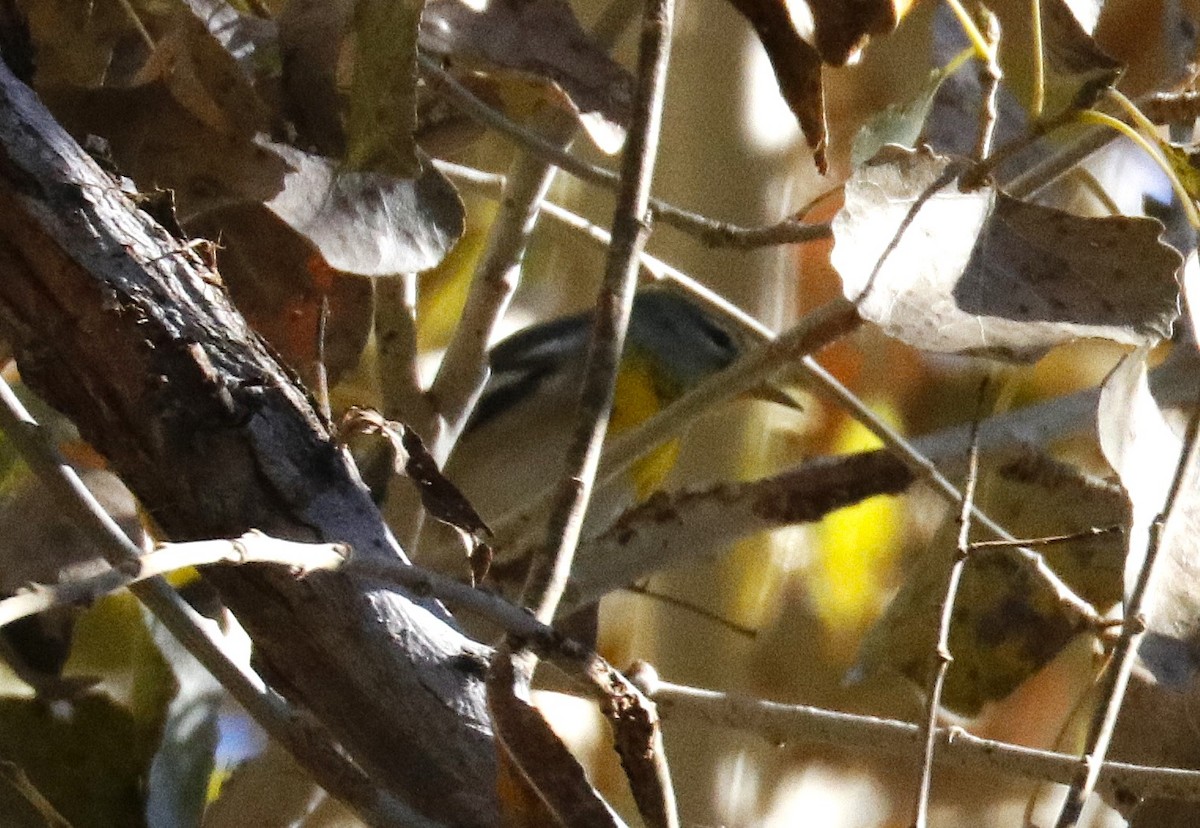 Northern Parula - ML646828527