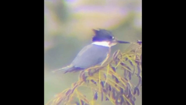 Belted Kingfisher - ML646828531