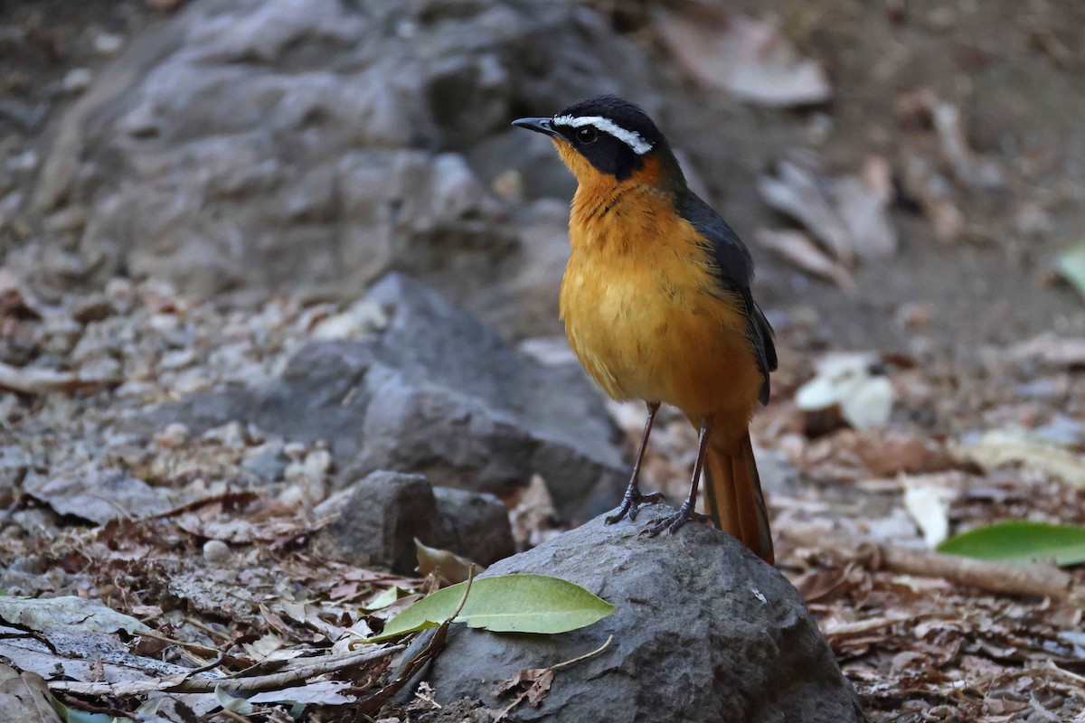 White-browed Robin-Chat - ML646828532