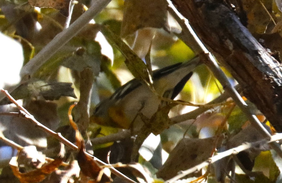 Northern Parula - ML646828533