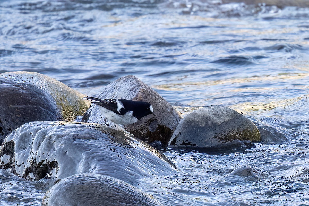 小剪尾 - ML646828535