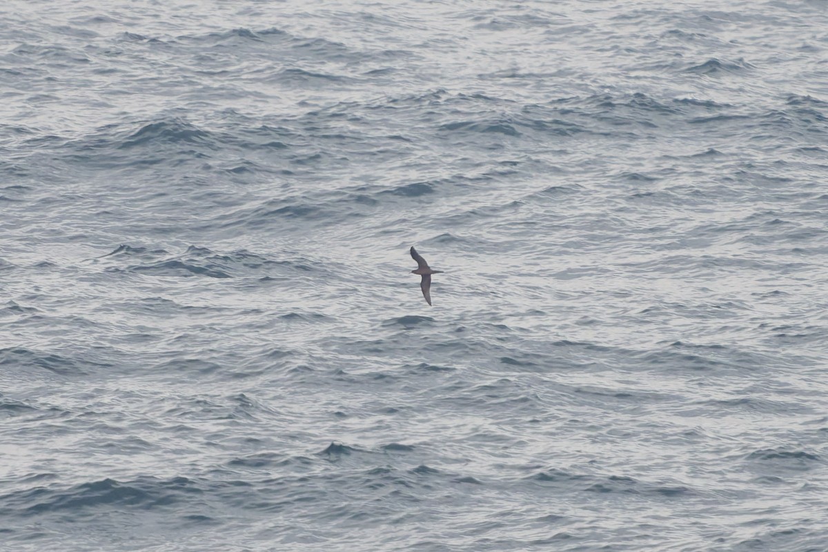 יסעור רחב-זנב - ML646828536