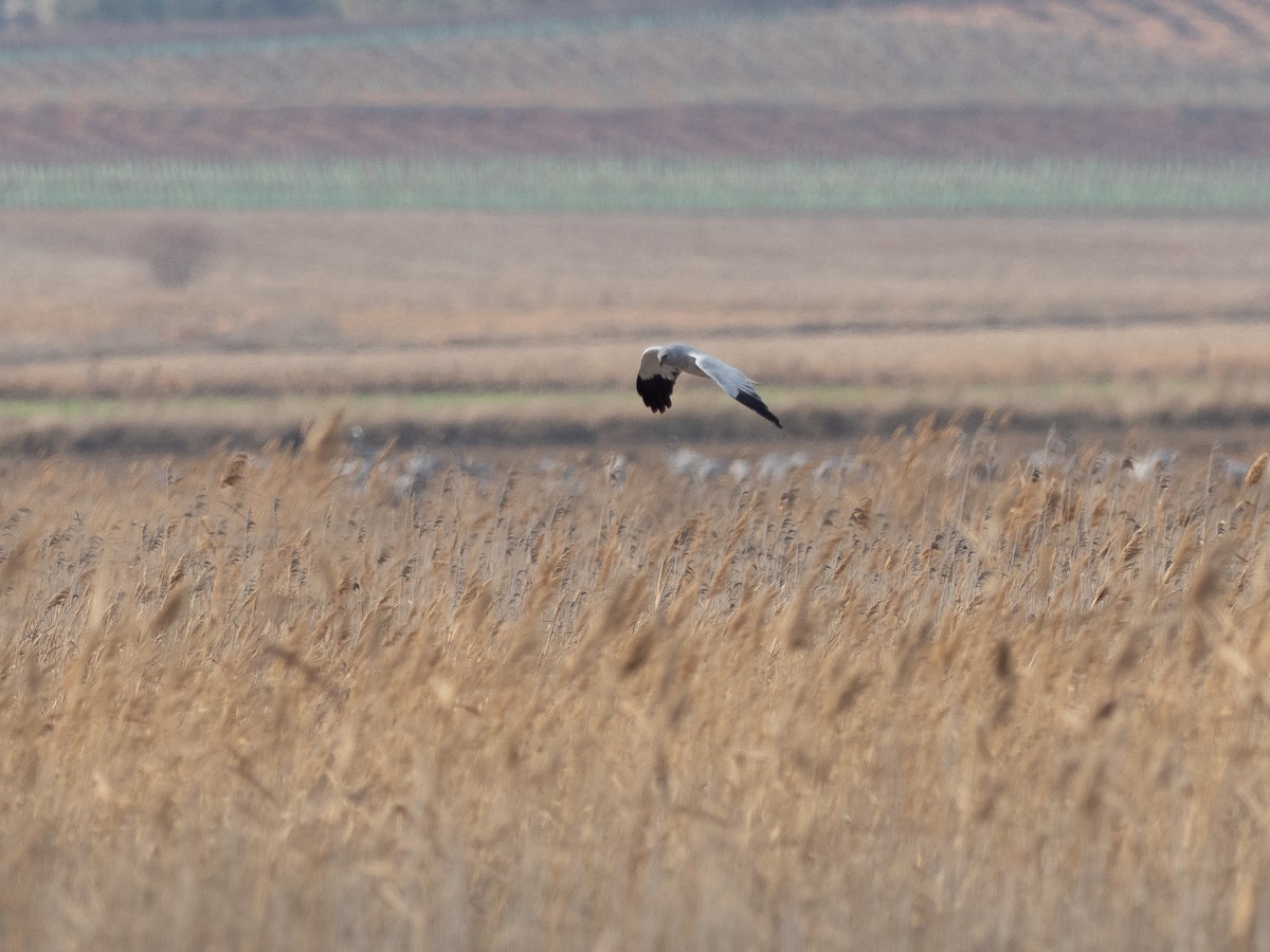 Hen Harrier - ML646828543