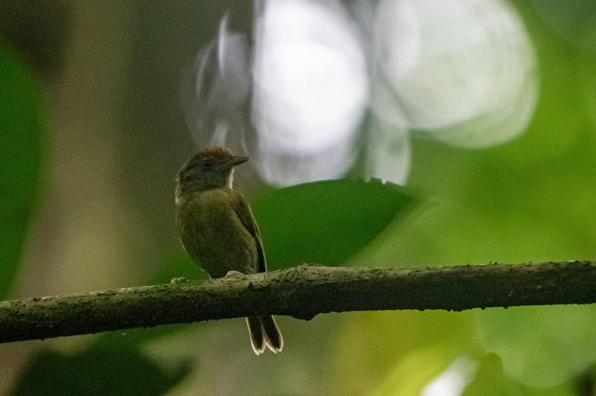 Viréon à calotte rousse - ML646828544