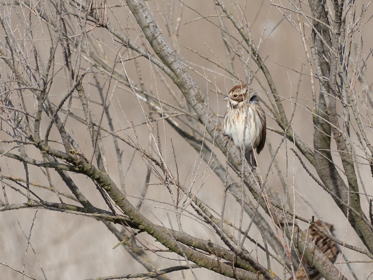 Reed Bunting - ML646828545