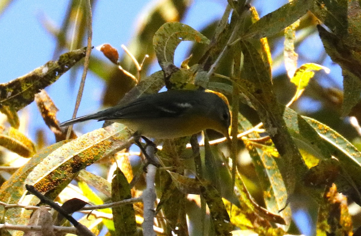 Northern Parula - ML646828551