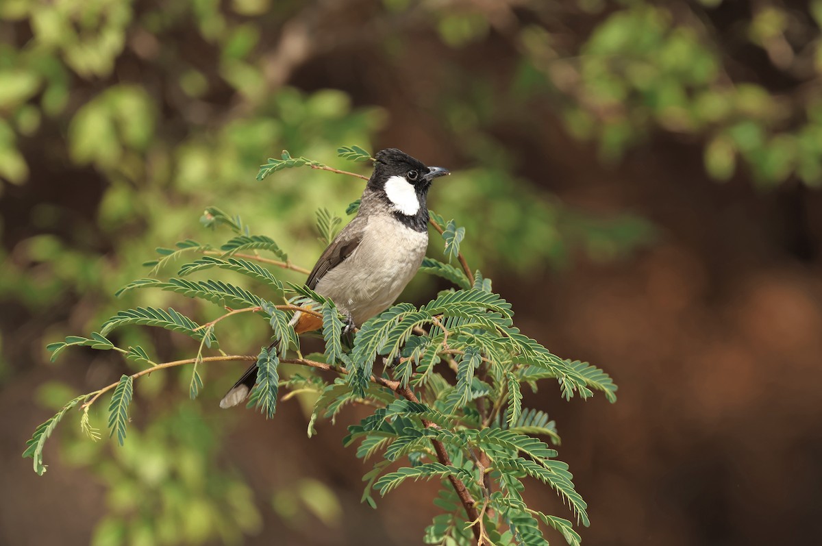 Белоухий бюльбюль - ML646828552