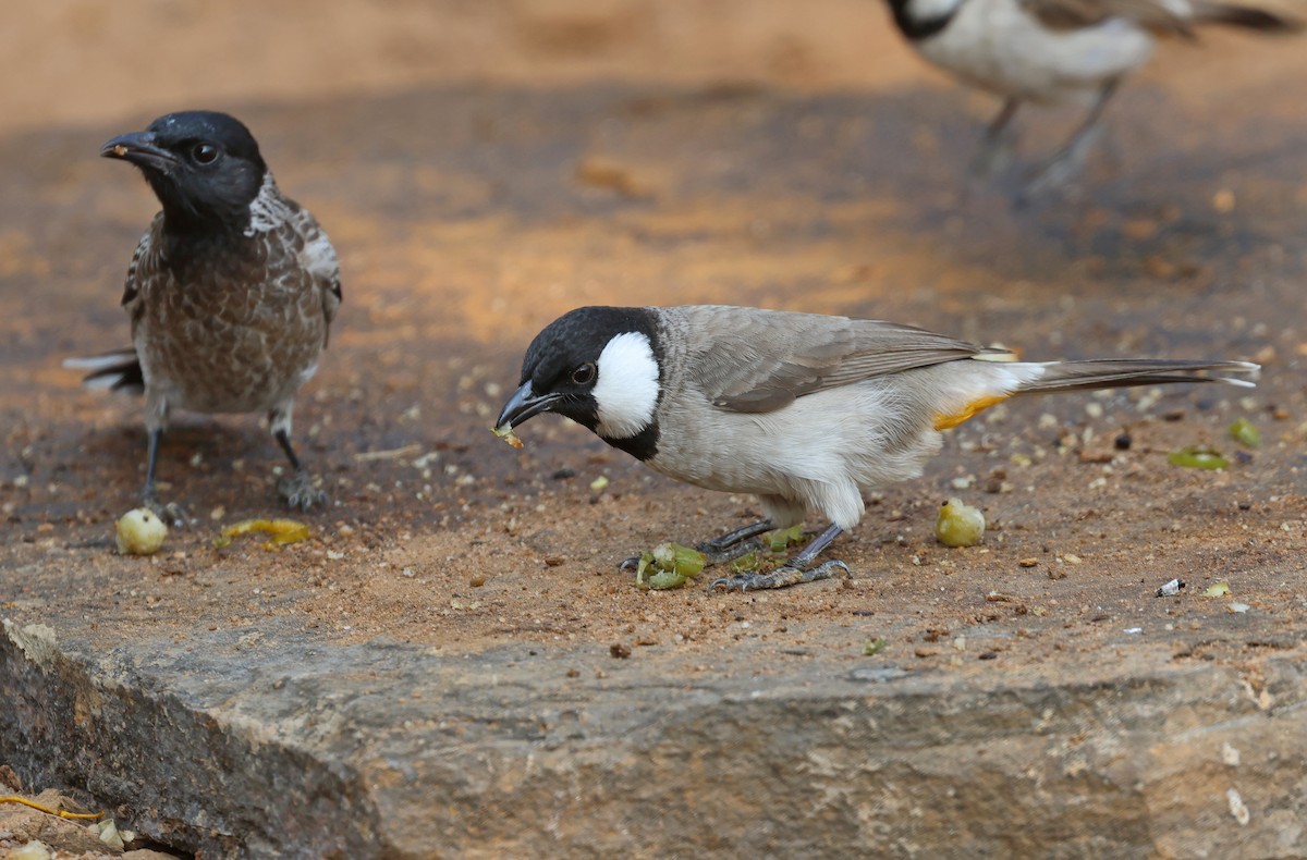 Белоухий бюльбюль - ML646828554