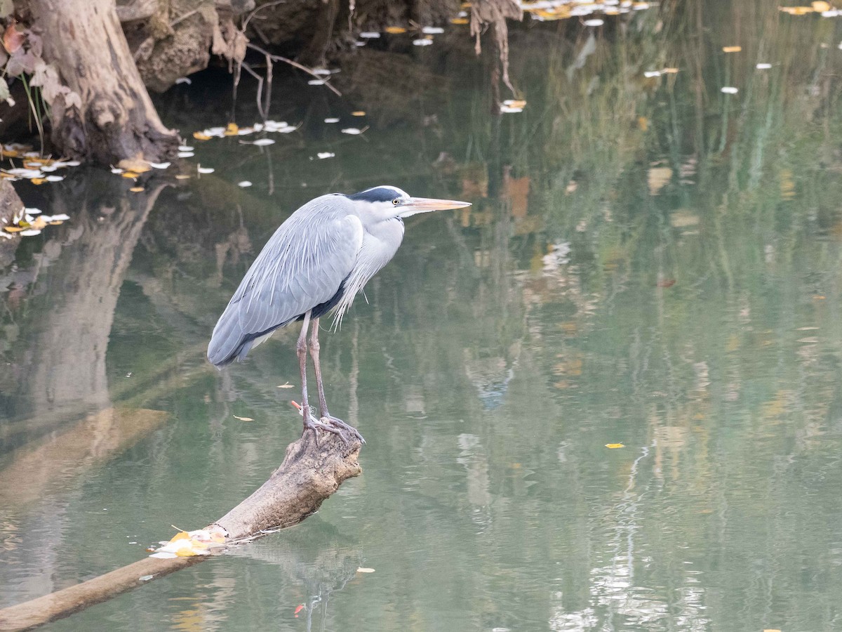 gråhegre - ML646828557