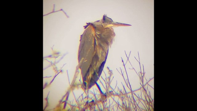 Great Blue Heron - ML646828558