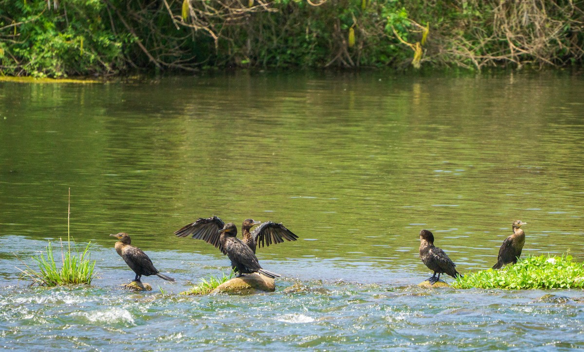 Neotropic Cormorant - ML646828560