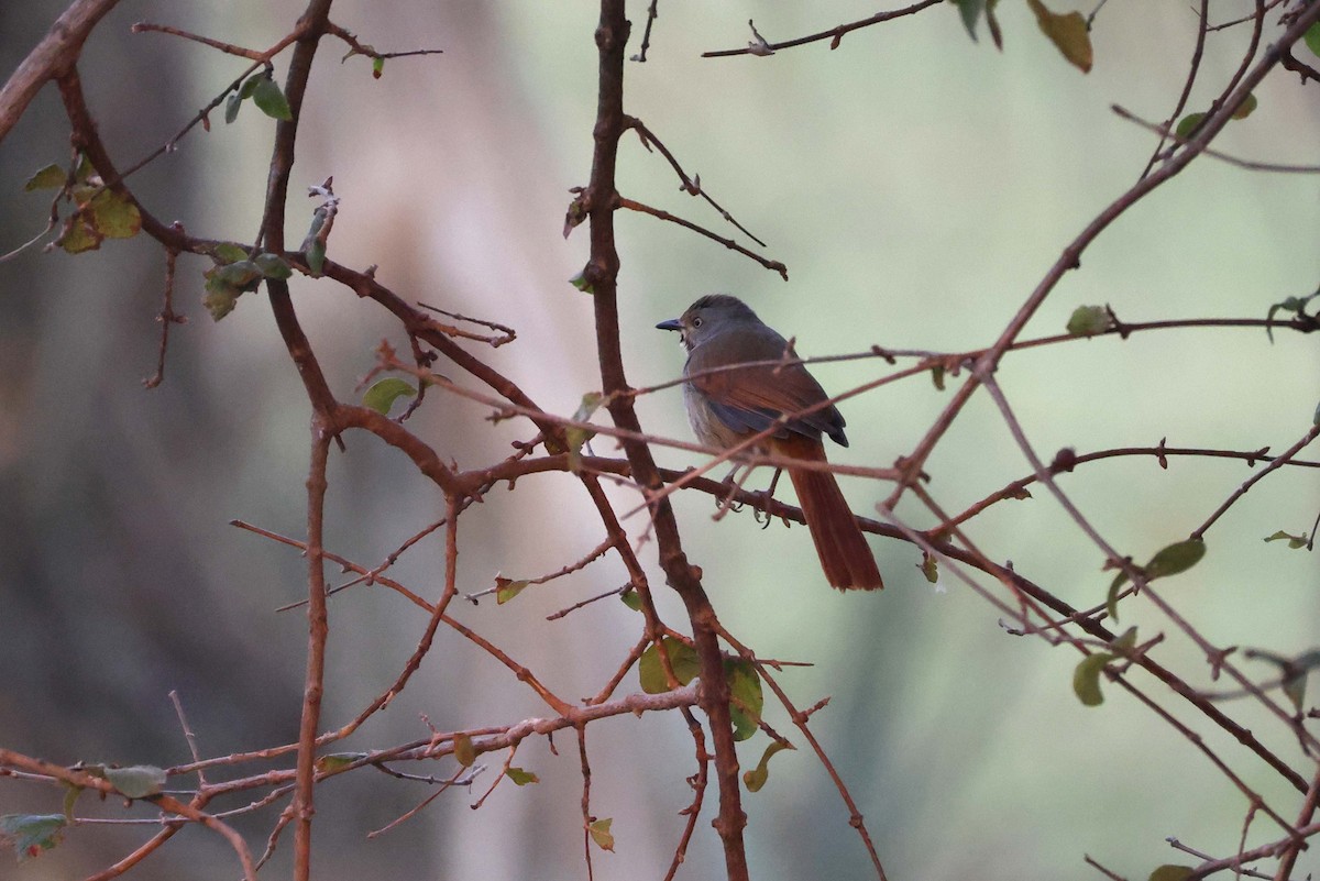 Collared Palm-Thrush - ML646828561