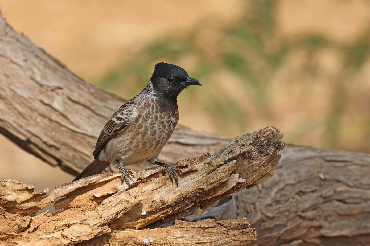 Красногузый бюльбюль - ML646828562