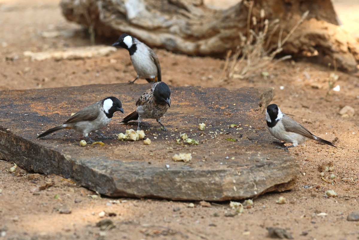 Red-vented Bulbul - ML646828563
