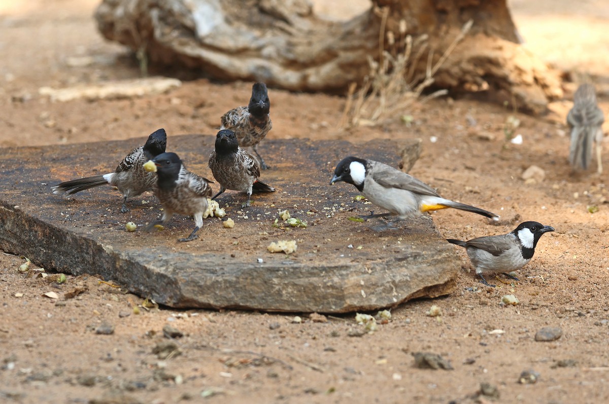 シリアカヒヨドリ - ML646828564