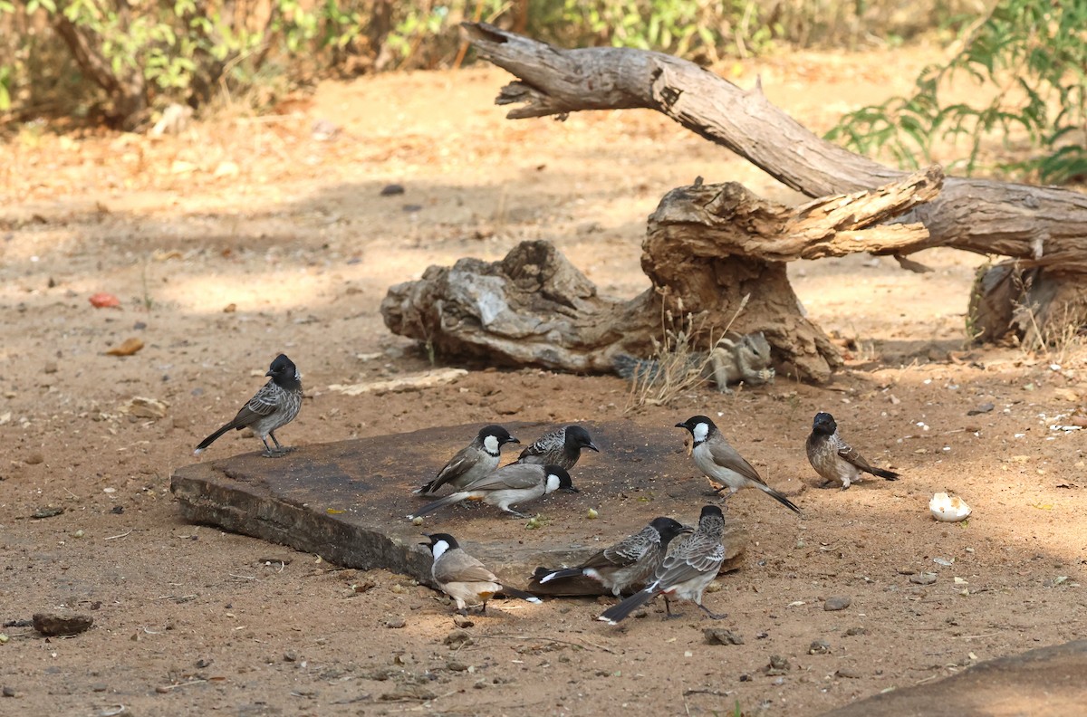 シリアカヒヨドリ - ML646828566