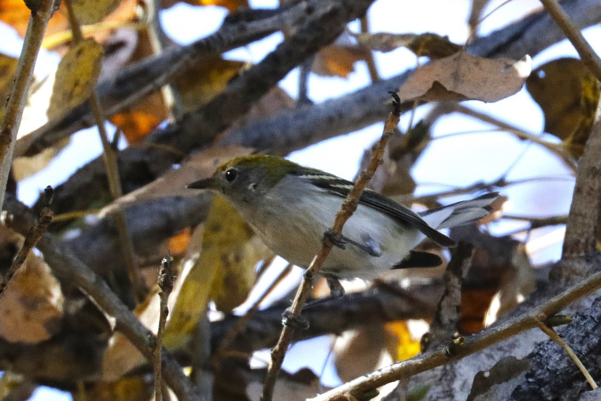 Chestnut-sided Warbler - ML646828567