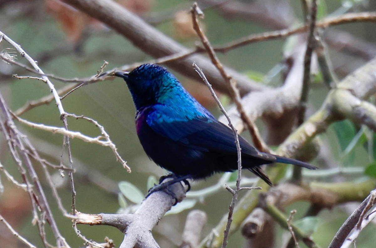 Tsavo Sunbird - ML646828573