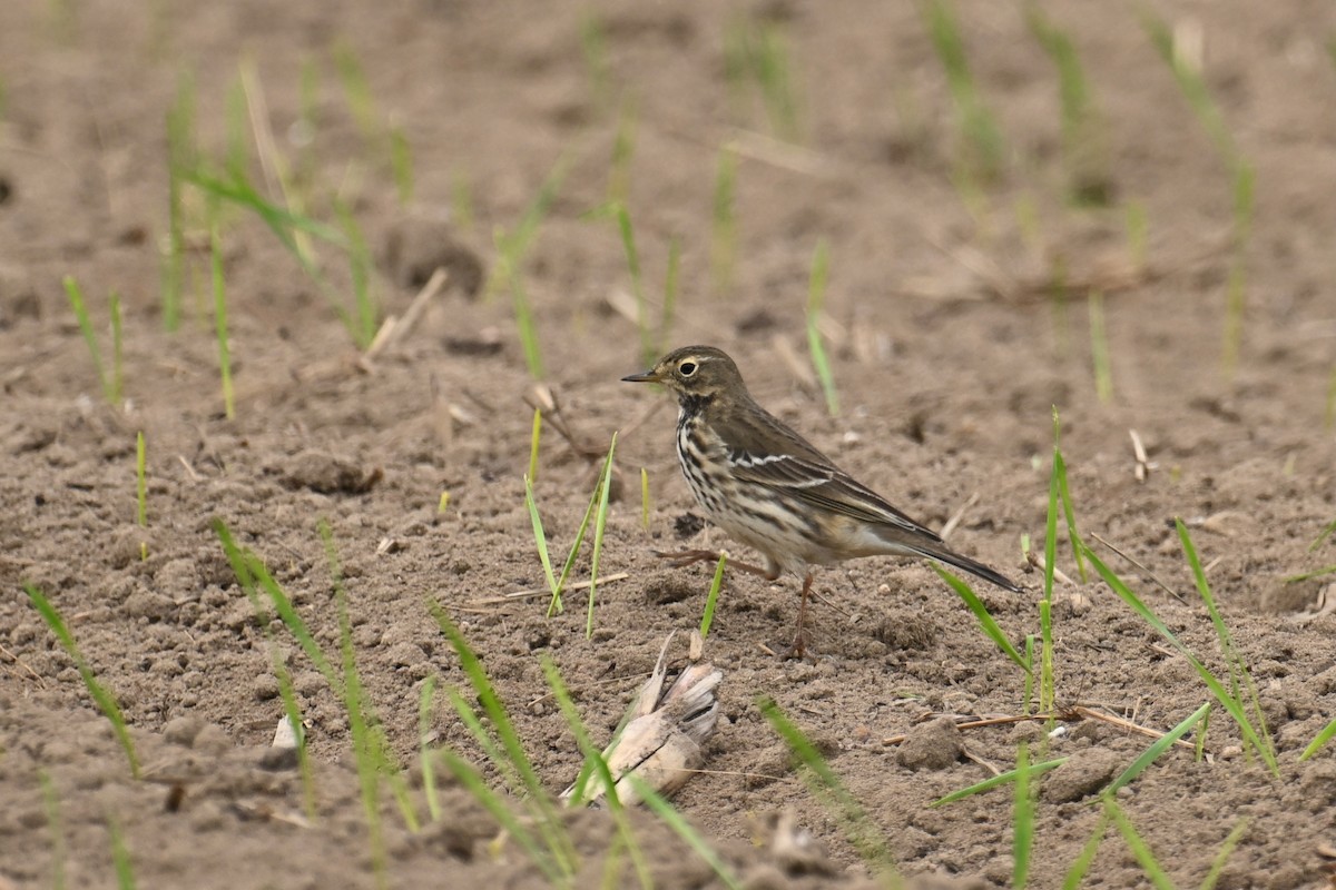 黃腹鷚 - ML646828576