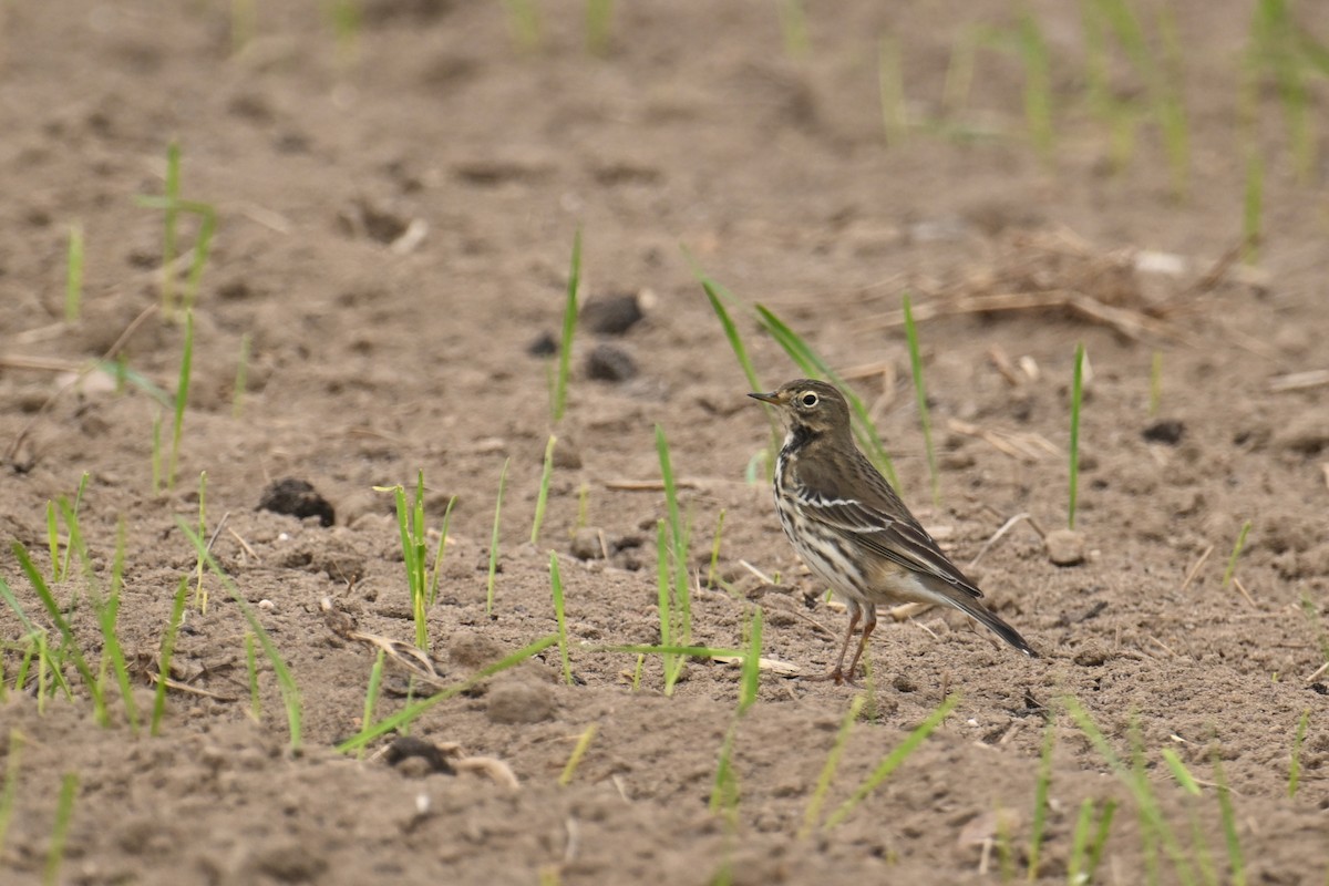 黃腹鷚 - ML646828577