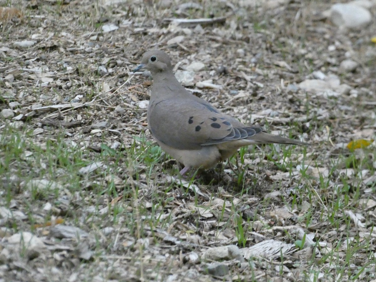 Carolinataube - ML646828579