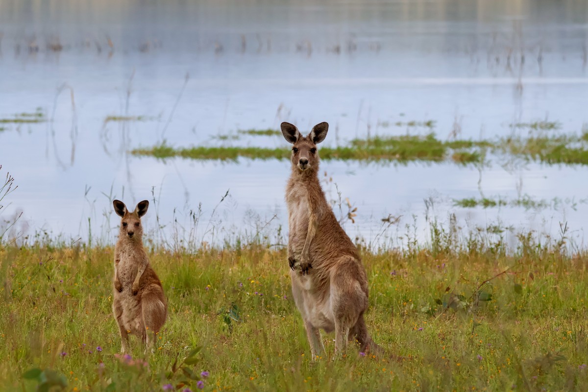 Animals - ML646828580