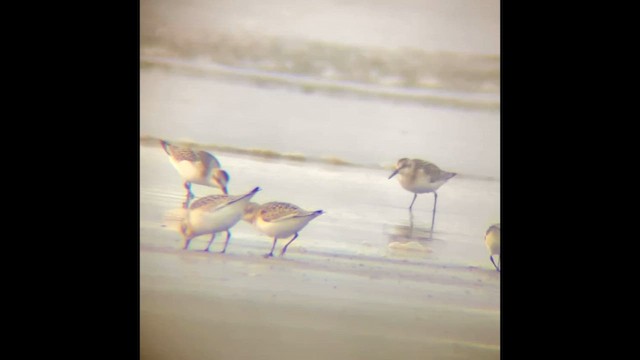 Sanderling - ML646828581