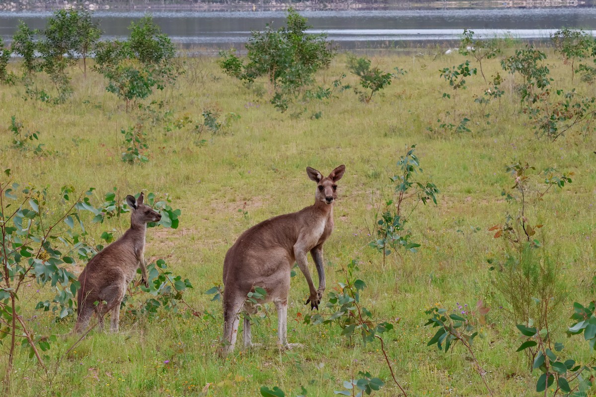 Animals - ML646828582