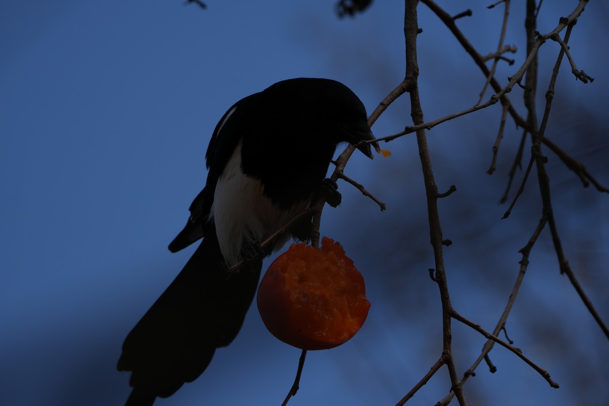 Çin Saksağanı - ML646828583