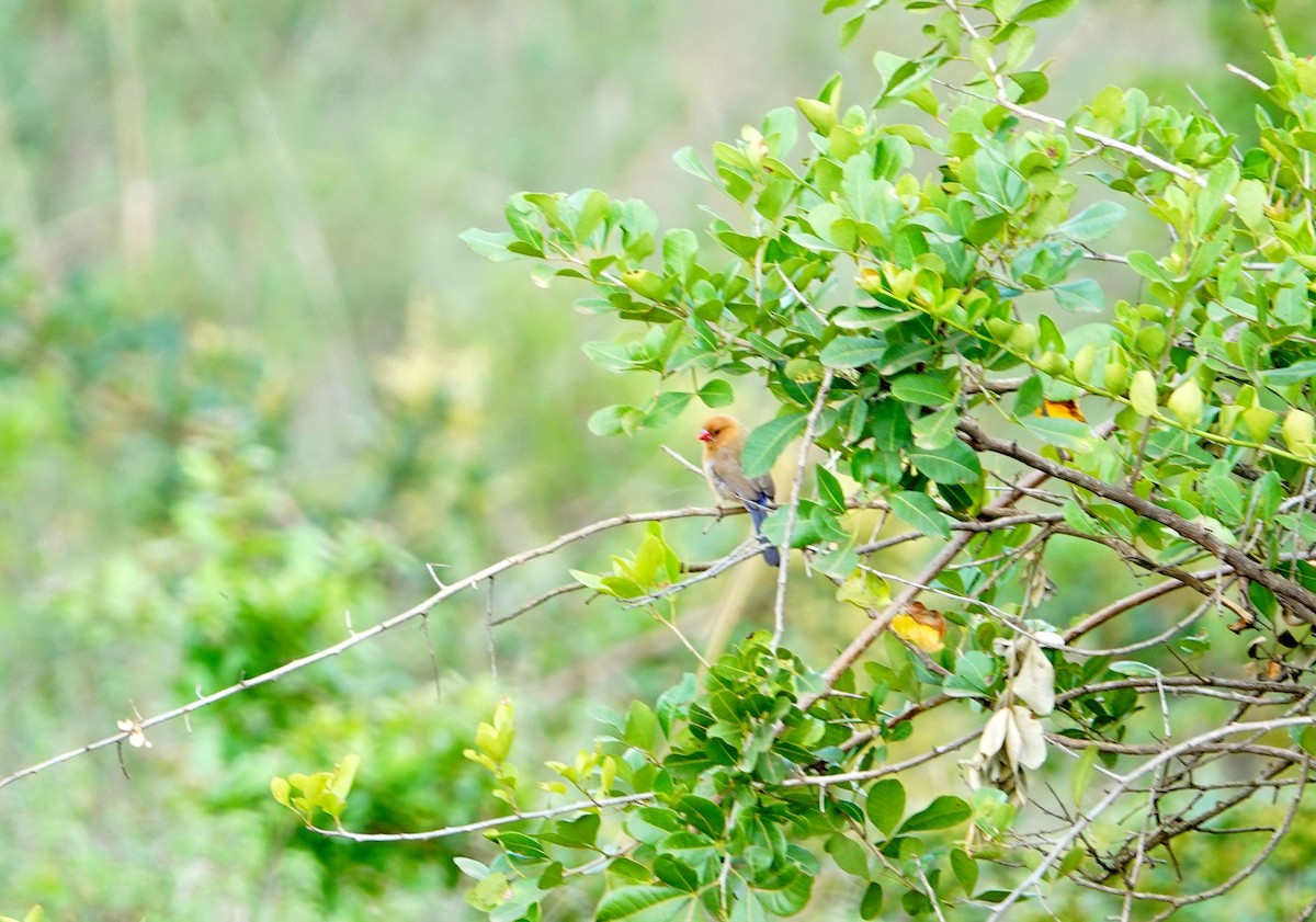 Çivit Mumgagası - ML646828587