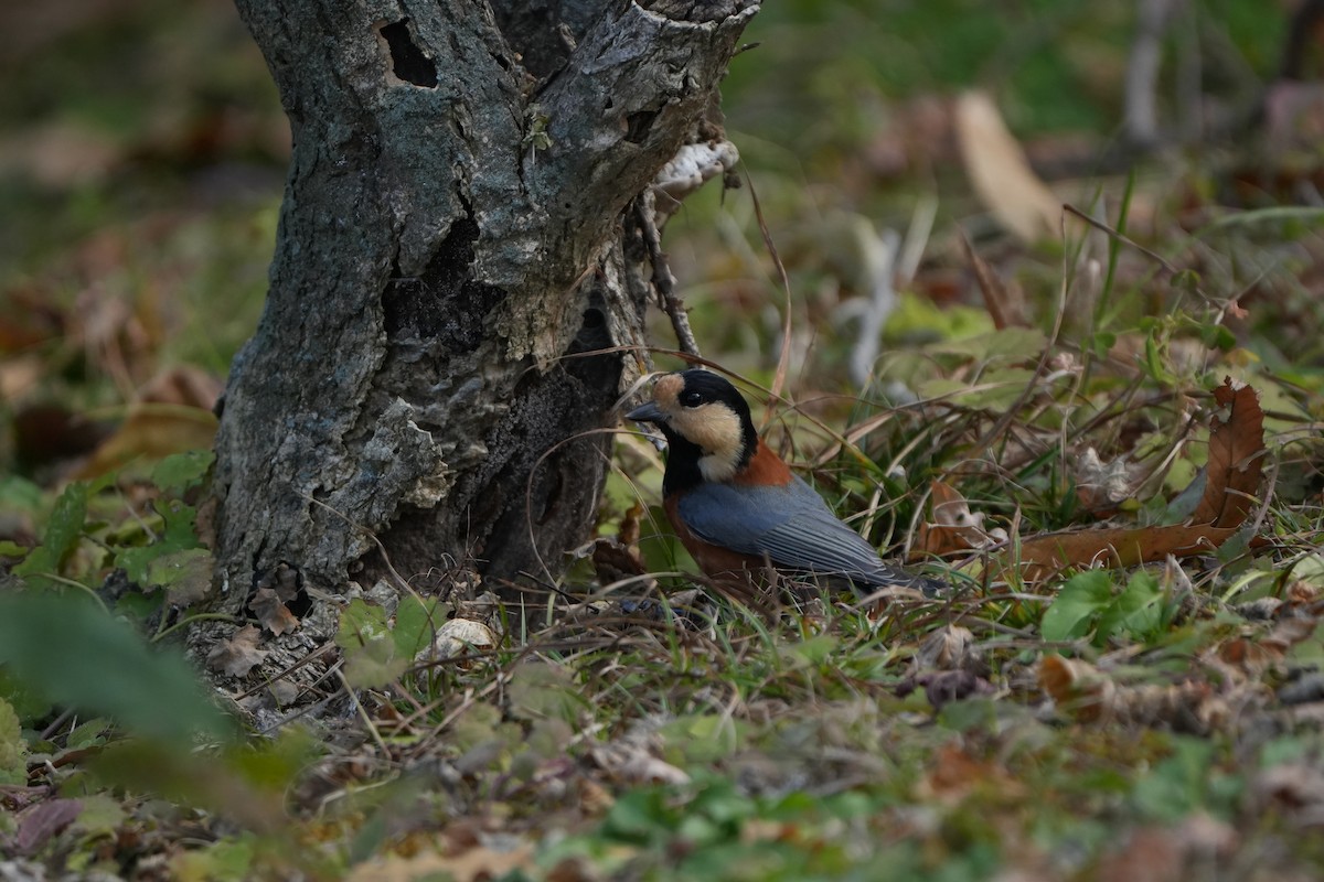Değişken Renkli Baştankara - ML646828588