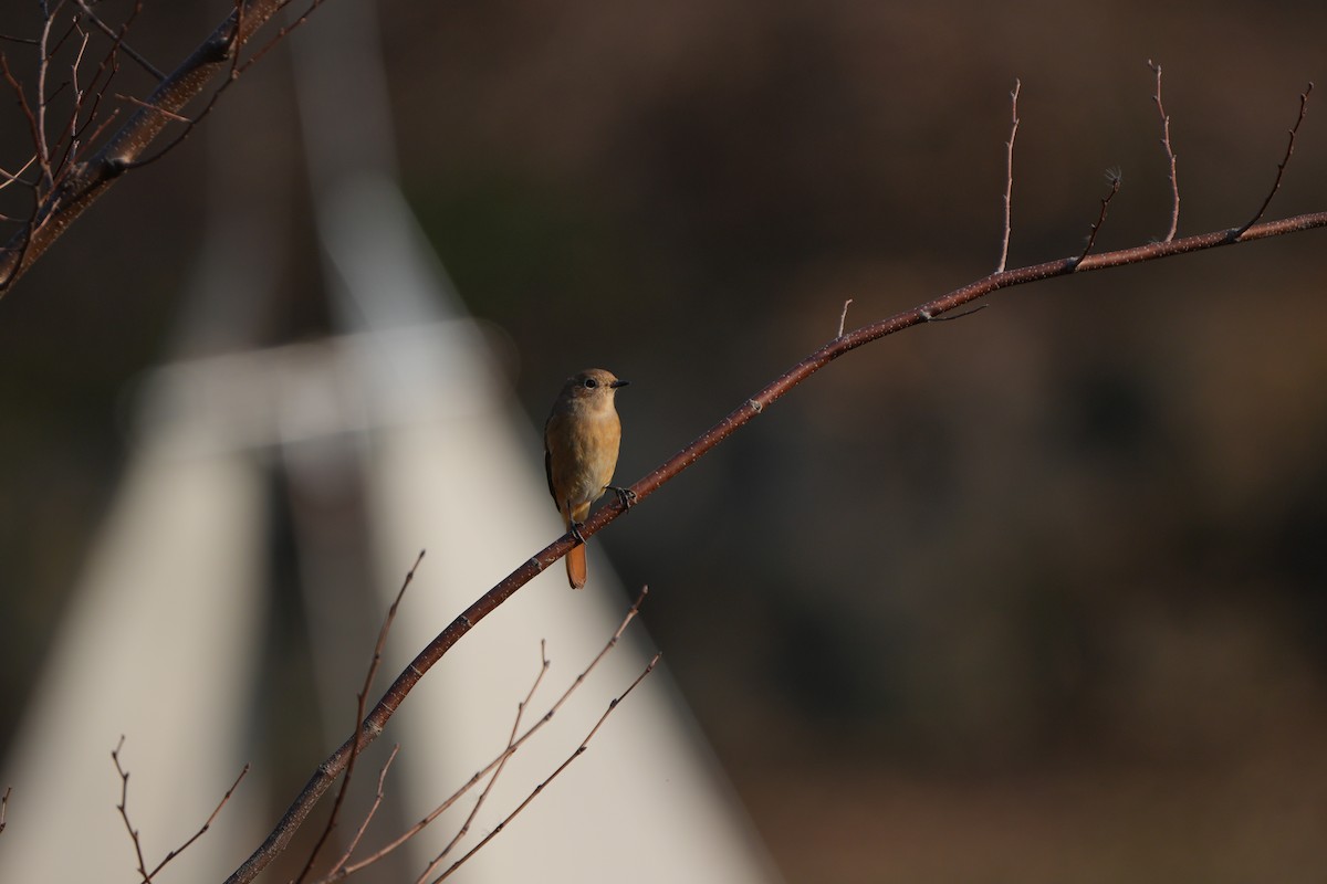 Daurian Redstart - ML646828592