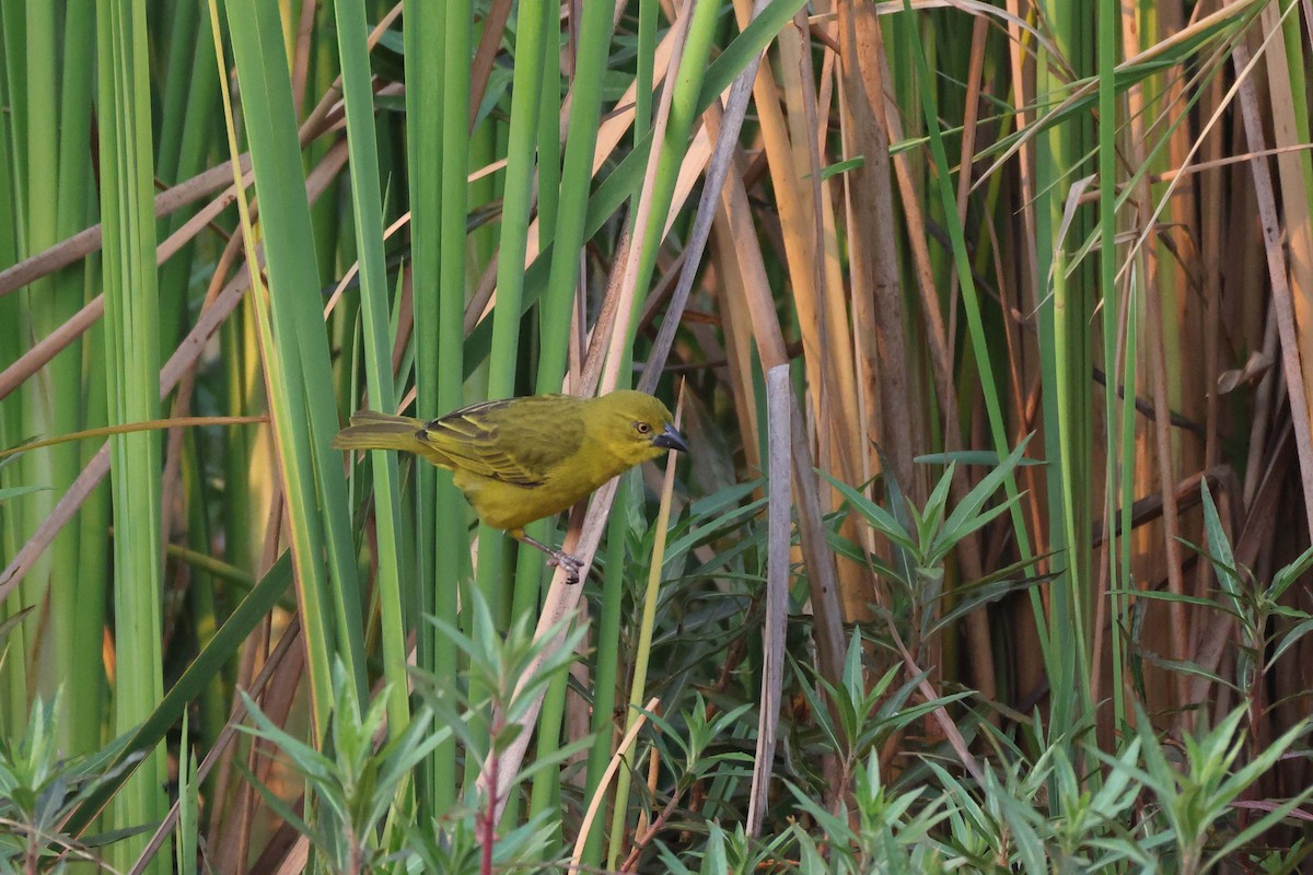 Holub's Golden-Weaver - ML646828593