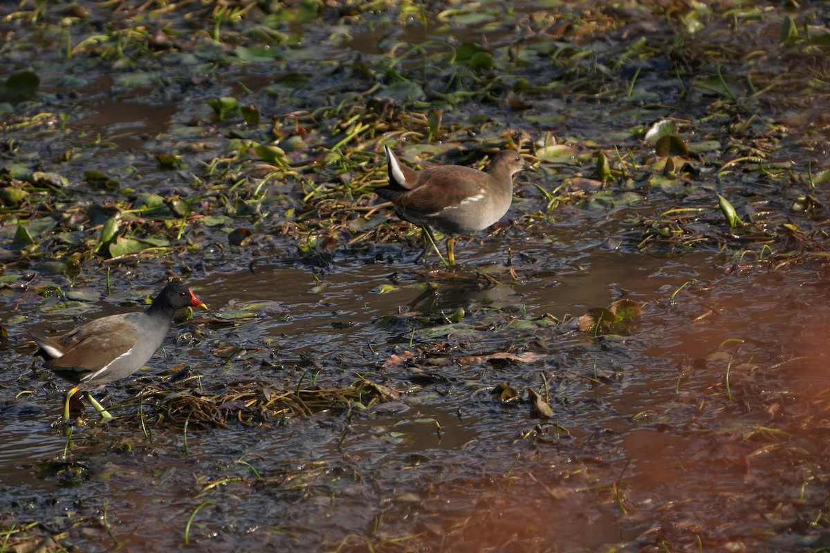 Sutavuğu - ML646828594