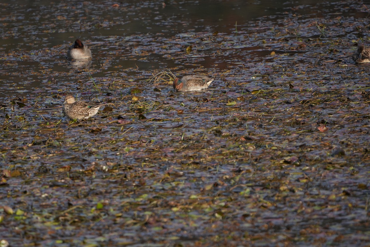 Çamurcun (crecca) - ML646828596