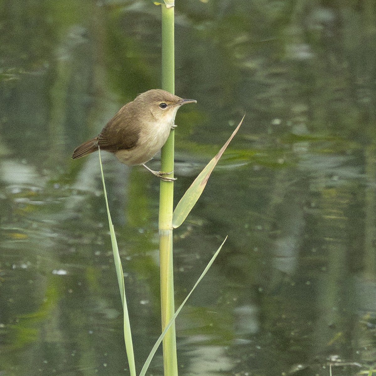 Тростниковая камышевка (группа baeticatus) - ML646828597